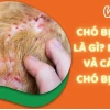 Bệnh Xà Mâu Ở Người: Nguyên Nhân, Triệu Chứng và Cách Phòng Tránh