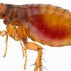 Bọ chét cắn người: Nguyên nhân, cách xử lý và phòng ngừa hiệu quả
