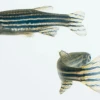 Cá ngựa vằn (Zebrafish) và Ứng dụng Sâu rộng trong Nghiên cứu Khoa học
