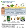 Các Hình Thức Sinh Sản Ở Thực Vật Bao Gồm Những Loại Nào?