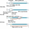 Các sự kiện diễn ra trong quá trình phiên mã sinh học