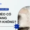 Cách Trị Rận Mèo Trên Người Hiệu Quả: Hướng Dẫn Chi Tiết Từ Chuyên Gia