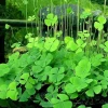 Cây Rau Bợ Thuộc Nhóm Thực Vật Nào: Khám Phá Chi Tiết
