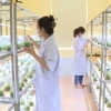 Công nghệ tế bào thực vật là gì và ứng dụng trong nông nghiệp hiện đại