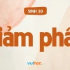 Đặc điểm của lần phân bào 2 trong giảm phân là gì?