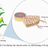 Dinh dưỡng ở thực vật là quá trình thiết yếu cho sự sống
