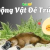 Động Vật Có Vú Đẻ Trứng Loài Nào? Khám Phá Sinh Vật Độc Đáo