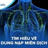 Dung nạp miễn dịch là gì? Vai trò và cơ chế bảo vệ cơ thể