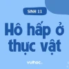 Khám phá các con đường hô hấp ở thực vật: Từ cơ bản đến chuyên sâu