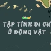 Khám phá tập tính di cư ở động vật: Hành trình sinh tồn kỳ diệu