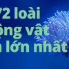 Khám Phá Thế Giới Động Vật Dưới Biển Đa Dạng và Kỳ Thú