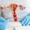 Ký hiệu nam nữ trong sinh học và ý nghĩa biểu tượng