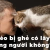 Mèo bị ghẻ có lây sang người không? Nguyên nhân và cách phòng tránh