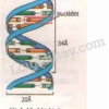 Mô hình ADN lớp 9: Hướng dẫn làm chi tiết từ vật liệu tái chế