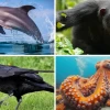Những Loài Động Vật Ngu Nhất Thế Giới Và Cách Chúng Sinh Tồn