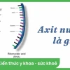 Nucleic Acid Là Gì? Cấu Tạo và Vai Trò Quan Trọng Trong Sinh Học