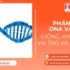 Phân biệt cấu tạo và chức năng của DNA và RNA