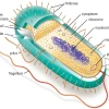 Phân biệt Tế bào Prokaryotic và Eukaryotic: Khám phá sự khác biệt