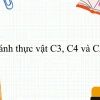 Phân biệt thực vật C3, C4 và thực vật CAM: Cơ chế cố định CO2