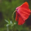 Phát biểu nào sai khi nói về đột biến gen