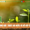 Quá trình quang hợp của thực vật Những điều cần biết