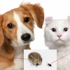Rận mèo có lây sang người không? Giải đáp chi tiết và cách xử lý
