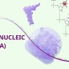 RNA là gì? Cấu tạo, vai trò và sự khác biệt với DNA