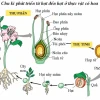 Sinh sản hữu tính ở thực vật: sự kết hợp kỳ diệu tạo nên thế hệ mới