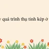 Thụ tinh kép ở thực vật có hoa là sự kết hợp của những yếu tố nào?
