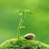 Tính Cảm Ứng Của Thực Vật Là Khả Năng Nhận Biết Và Phản Ứng Kịp Thời