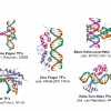 Transcription Factors: Vai trò và Cơ chế Hoạt động trong Điều hòa Gen