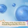 Trứng Rụng (Egg Cell): Giải Mã Vai Trò Sinh Học Và Chức Năng Quan Trọng