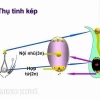 Tự thụ phấn ở thực vật có hoa là gì? Quy trình và ý nghĩa