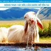 Vai trò thiết yếu của nước đối với thực vật