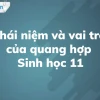 Vai trò thiết yếu của quang hợp đối với thực vật và sự sống