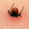 Ve chó có cắn người không những điều cần biết và cách xử lý
