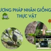 Các Phương Pháp Nhân Giống Vô Tính Thực Vật Giâm Chiết Ghép Hiệu Quả