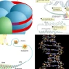 Cấu trúc Nucleosome và Cách ADN Cuộn Gói Trong Nhân Tế Bào
