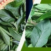 Cây Mật Gấu Hỗ Trợ Điều Trị Gan Công Dụng Tuyệt Vời