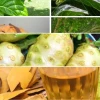 Cây Nhàu Hỗ Trợ Điều Trị Huyết Áp Cao Công Dụng Và Bài Thuốc