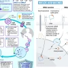 Cơ chế hoạt động vắc xin mRNA và những ứng dụng đột phá