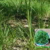 Cỏ Mần Trầu Thanh Nhiệt Hạ Sốt Giải Độc Gan Tăng Cường Chức Năng Thận