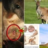 Đặc Điểm Sinh Sản Độc Đáo Của Kangaroo Thú Có Túi Úc