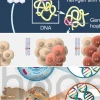Di truyền học ung thư Vai trò của gen sinh ung và gen ức chế khối u
