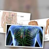 Hệ Bạch Huyết Dẫn Lưu Dịch Cơ Thể Vai Trò Quan Trọng