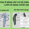 Hệ Thần Kinh Dạng Lưới Và Chuỗi Hạch Ở Động Vật