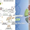 Kỹ Thuật Lai Ghép Gen Tạo Sinh Vật Biến Đổi Gen