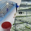 Kỹ thuật Nuôi cấy Tế bào trong Phòng thí nghiệm: Từ Lý thuyết đến Thực tiễn