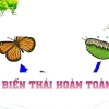Phân biệt chu trình biến thái hoàn toàn và không hoàn toàn ở côn trùng