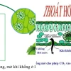 Quá trình thoát hơi nước qua lá và vai trò thiết yếu ở thực vật